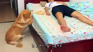 The owner has a stomachache, and the dog thinks he is poisoned by food. This reaction is bright!