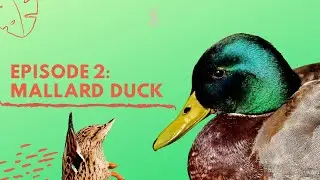 Ducks - Go Wild with Matthew (Episode 2)