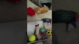 Утренний шур-шур