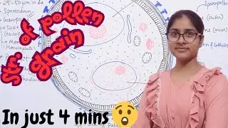 Pollen grain digram | MOST IMPORTANT FOR CLASS 12TH BIOLOGY BOARD EXAM.