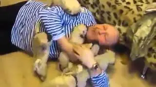 Милые  мопсы ))))))))))приколы