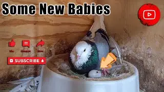 Some New Babies (Birmingham Roller Pigeons)