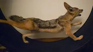 African jackal at full sprint!
