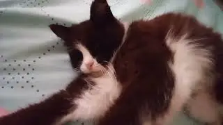 Cat.Всё  спит. И пусть весь мир подождёт.
