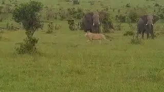 Young lion messing with elephants