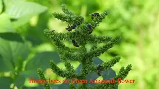 Honey bee (Apis florea) collect pollen and nectar on Green Amaranth flower