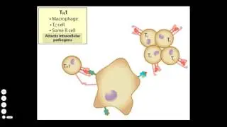 The Activation of the Humoral and Cell Mediated Pathways
