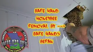 Bare Hand Honeybee Removal w/Bare Hands Beran