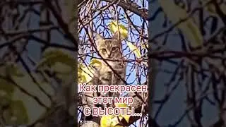 Хищник на охоте🐱 