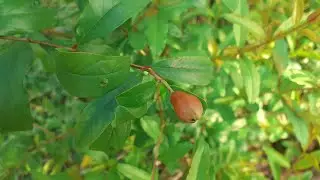 I Grew Pomegranate Tree From Seeds! | Growing Food on Homestead!