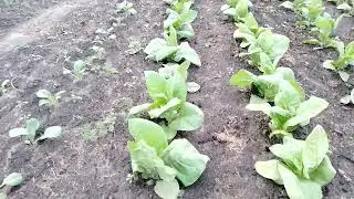 холодное лето 23го
