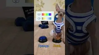 Развеем мифы о собаках #питомцы #тойруби #топ #собака