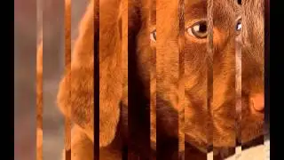 ФУТАЖ -МИЛЫЙ ЩЕНОК- ДЛЯ ВИДЕОМОНТАЖА