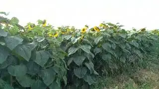 Соняшник бомонд від АгроРитму.