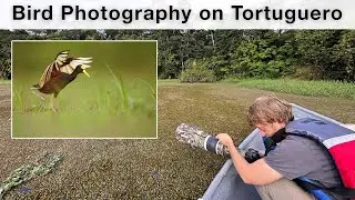 Tortuguero - sea turtles, kingfishers, rain and power cut