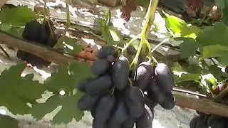 Сорт винограда 