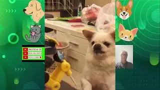 Video de animais e aves