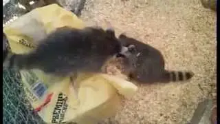 Clean Shavings