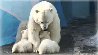 Медвежата сосут у мамы титю