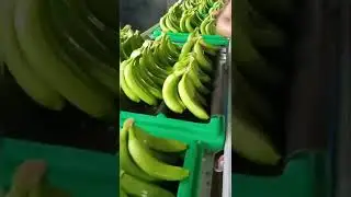 EL PROCESO DE UNA CAJA DE BANANO #593ECUADOR  #FRUTAS  #ECUADOR #ELMUNDO #EUROPA  #ELMUNDO #BANANO