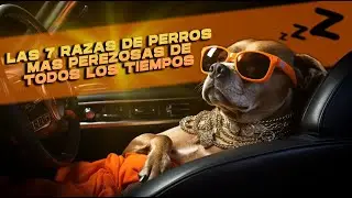 ¡Las 7 RAZAS de PERROS mas PEREZOSAS de TODOS los TIEMPOS!