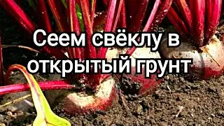 Сею СВЕКЛУ сухими семенами в открытый грунт. #свёкла #свекла #огород