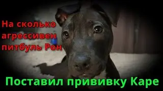 На сколько агрессивен питбуль Рон??? Поставил прививку Каре!