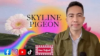 Skyline Pigeon (1969)