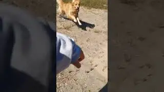 First off leash sana pero 😀 | golden chicko