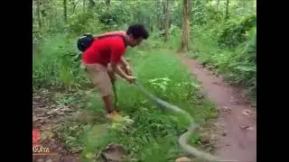 Смелый чувак играет с коброй.