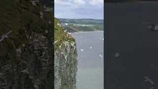 Overwhelming amount of Gannets and Wildlife at Bempton Cliffs #wildlife