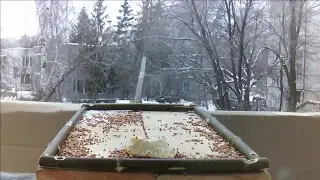 Bird feederwatch cam. Russia