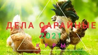 Разбила телефон 😢/ Новости с сарая-курятника/ Уборка/