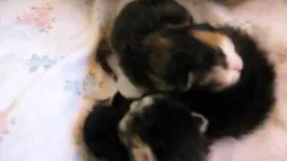My Airi and her kittens. Happy Birthday to your kittens! ♥ :) 3