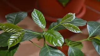 Coffee tree. Saving the coffee tree was possible!