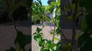 Зеленоградское чудо