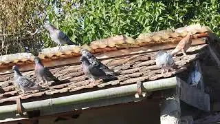 Macska biztos kerítés.