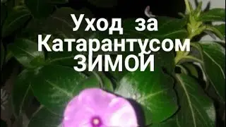 Уход за катарантусом зимой в квартире.  Цветение катарантуса зимой.