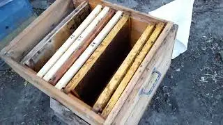 Слёт семьи,не прижились...
