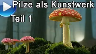 Pilze als Kunstwerk fotografieren. Im Herbst 2023. Teil 1