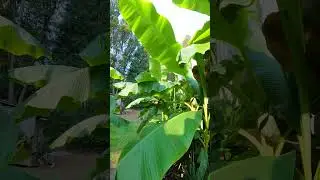 Flawless Japanese Bananas on the Gulf Islands North Pacific