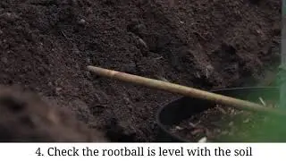 How to plant a tree