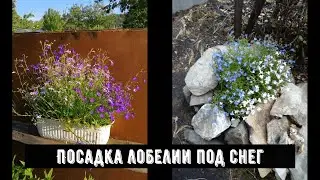 Посадка лобелии под снег