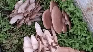 Выращивание вешенки на улице.(камыш)