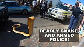 DEADLY SNAKE, SHE CALLED THE POLICE!