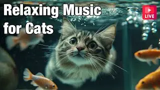 🔴[LIVE] Cat Music for Relaxation🎵 Calming Music for Cats🐶 🎵 Separation Anxiety Music for Cats Relax🔴