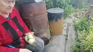 деревня стрижка помидор