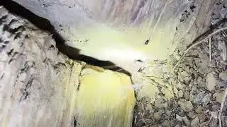 Поиски гюрзы