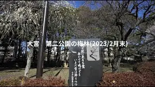 大宮　第二公園　梅林
