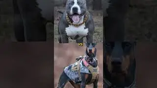 chow chow vs pitbull,Akita, doberman 